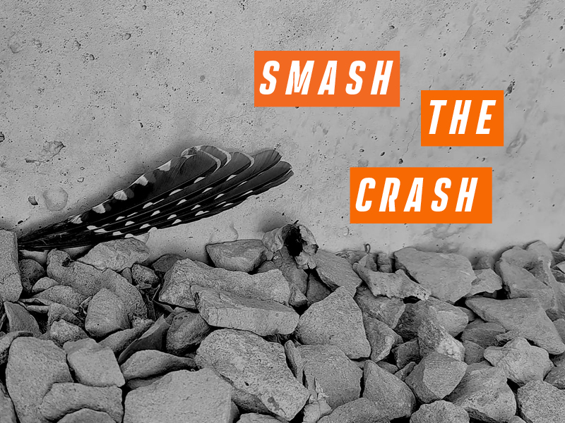 A black-and-white photo shows bird feathers lying among rocks beside a wall, overlaid with bold orange text reading “SMASH THE CRASH.”