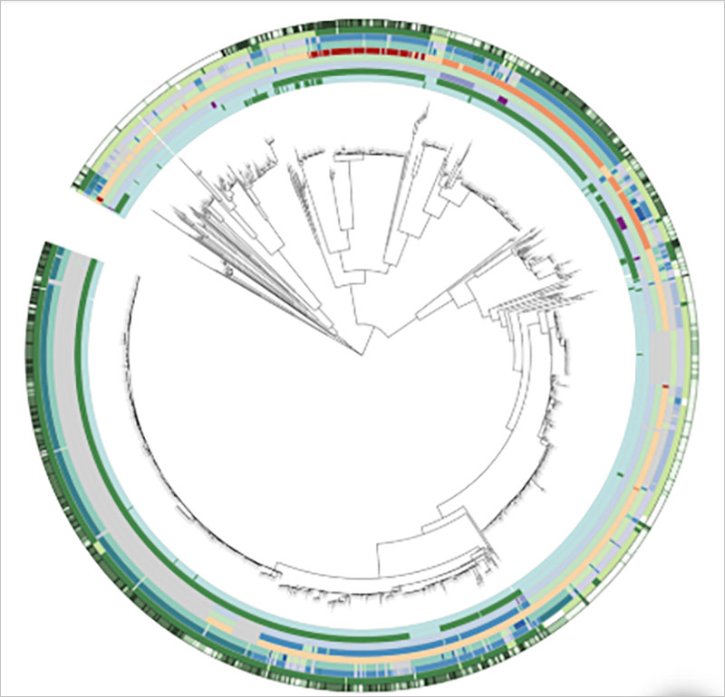 Circular phylogenetic tree with colored outer rings indicating genomic or taxonomic features across species.