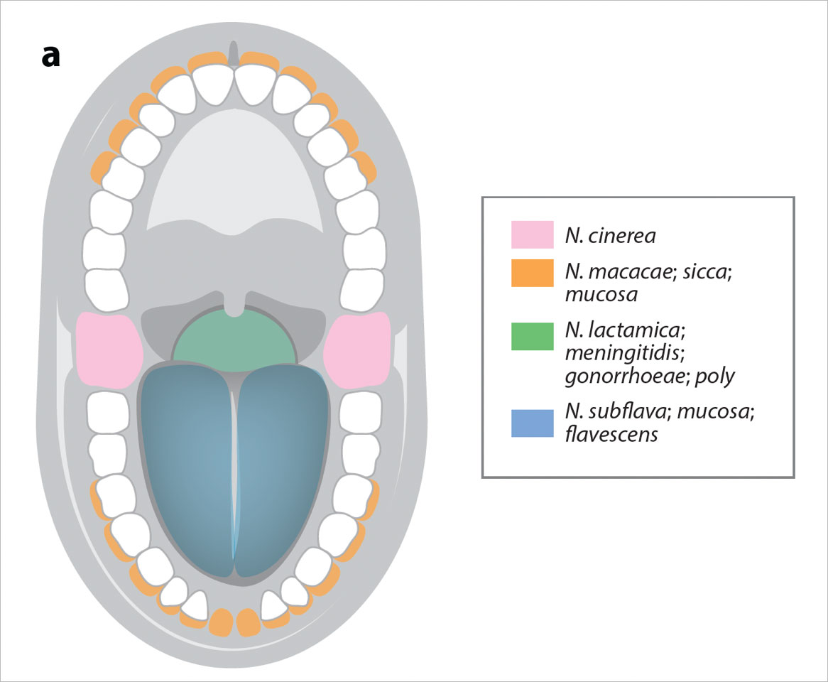 Diagram of oral cavity showing distribution of different Neisseria species on teeth, tongue, and mucosa.