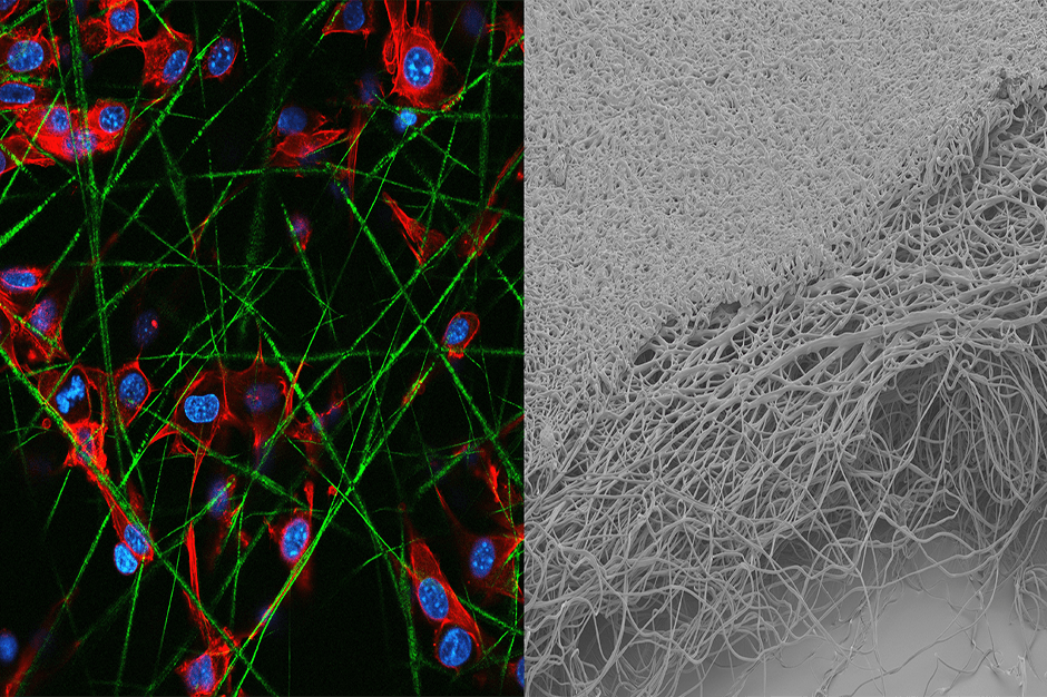 side by side images of red, blue, and green cells, and gray fibers meshed together.
