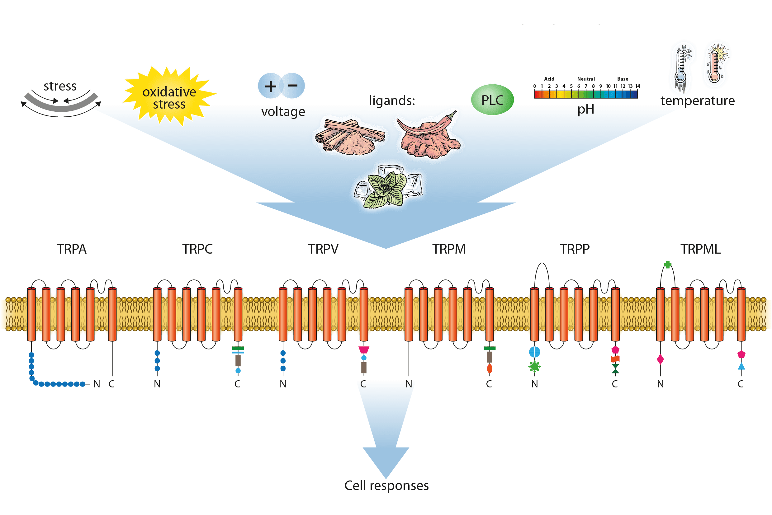 illustration of things that trigger cell responses and different T R P channels.