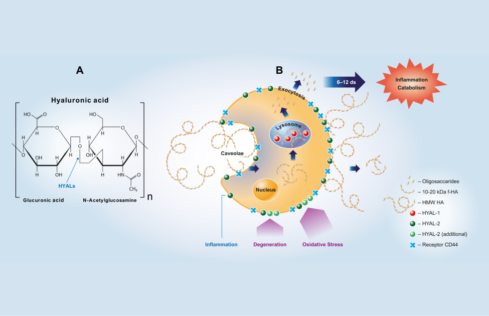 graphic of a cell reacting to hyaluronidases.