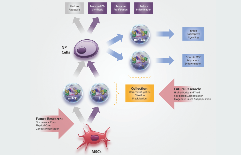 flow chart showing the therapeutic potential of extracellular vesicles in degenerative diseases of the intervertebral disc.