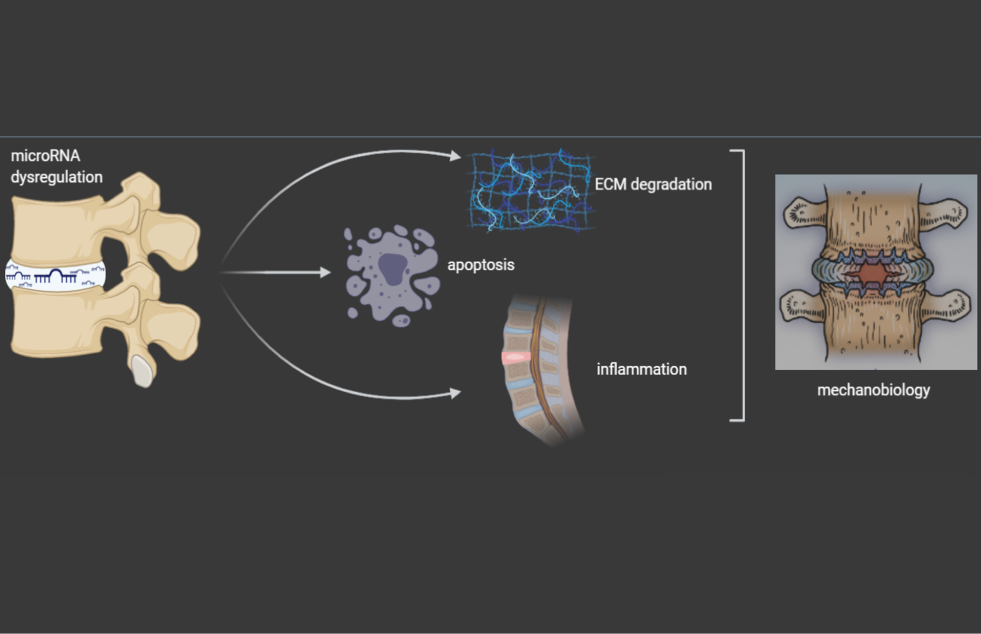flowchart showing micro R N A interacting with the spine.