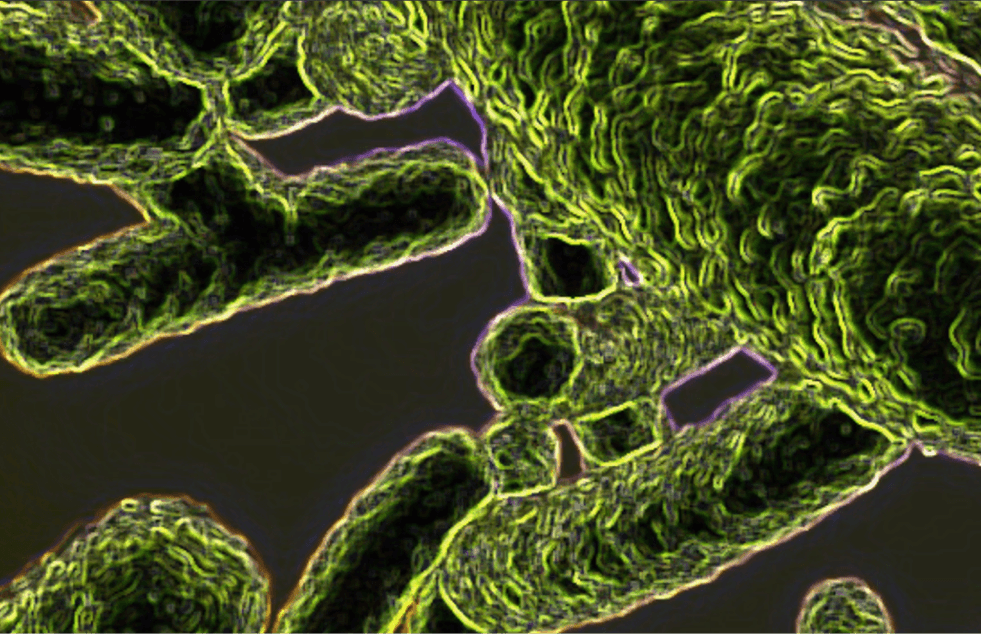 bacteria structure colored in green.