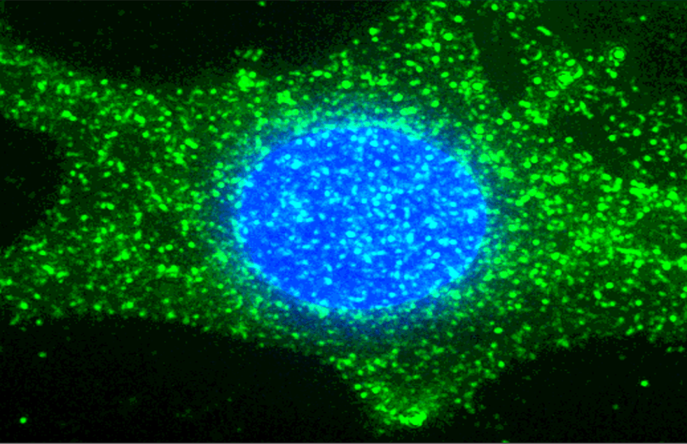 a cell colored with blue in the middle and green along the edges.