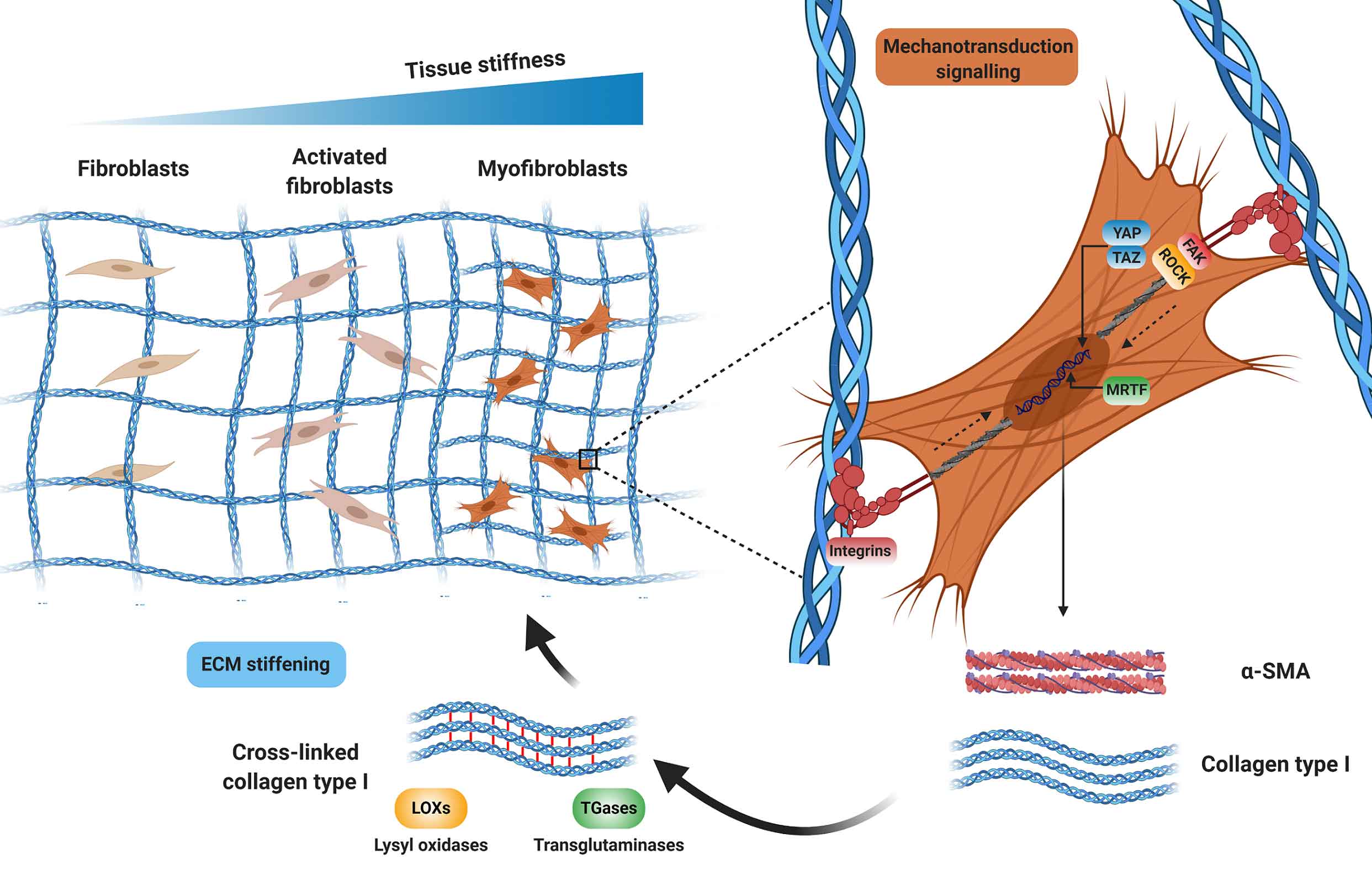 graphic showing different cell signaling.