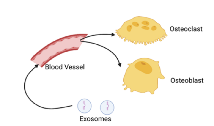 extracellular vesicles