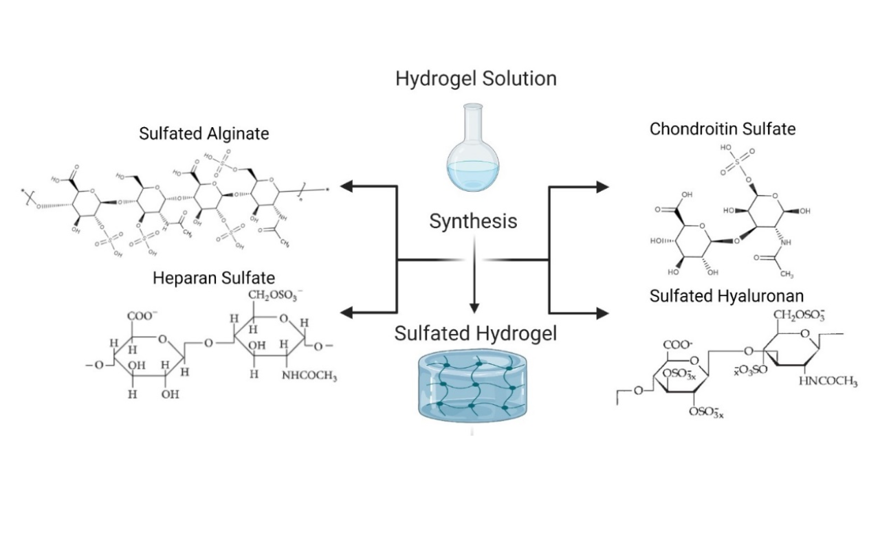 graphic describing chemical makeup of sulfated hydrogels.