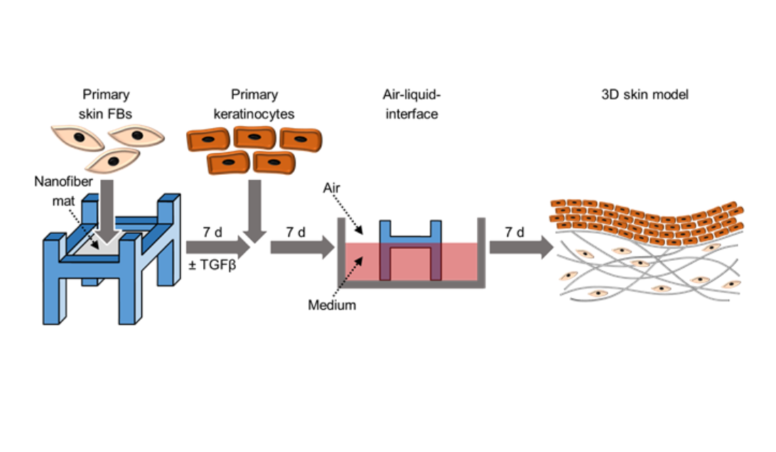 graphic showing creation of 3 D skin model.