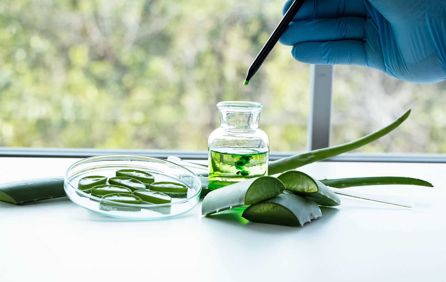 a table with cut aloe leaves, a petri dish with aloe leaf cross sections, and a small jar with green liquid.