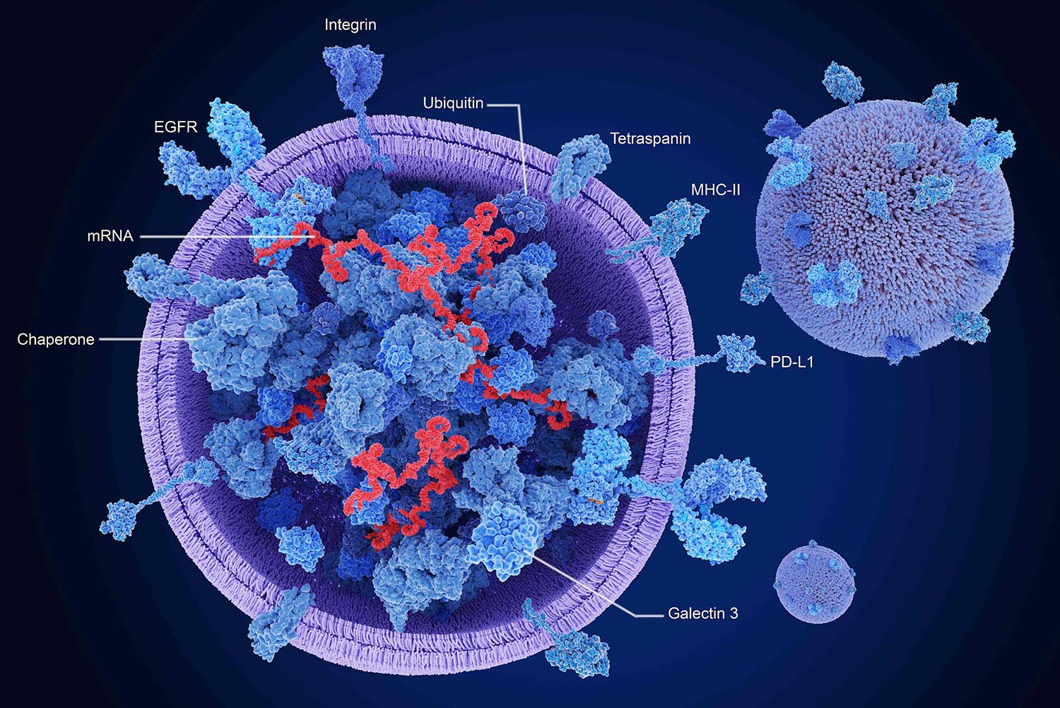 graphic of an exosome, with a round purple structure of two layers surrounding blue and red structures. 