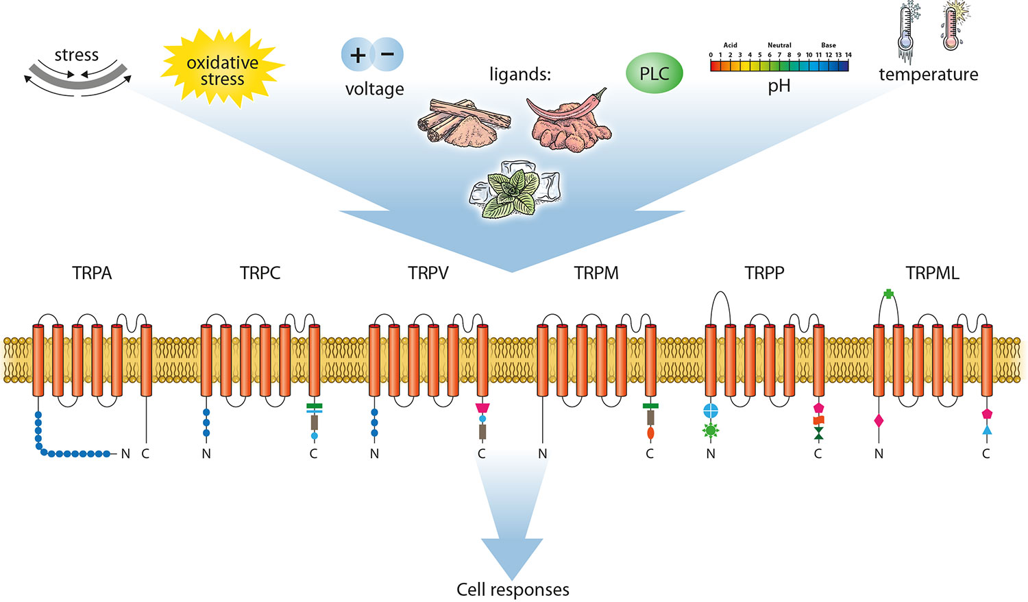 TRCP6 channel for discogenic chronic back pain.