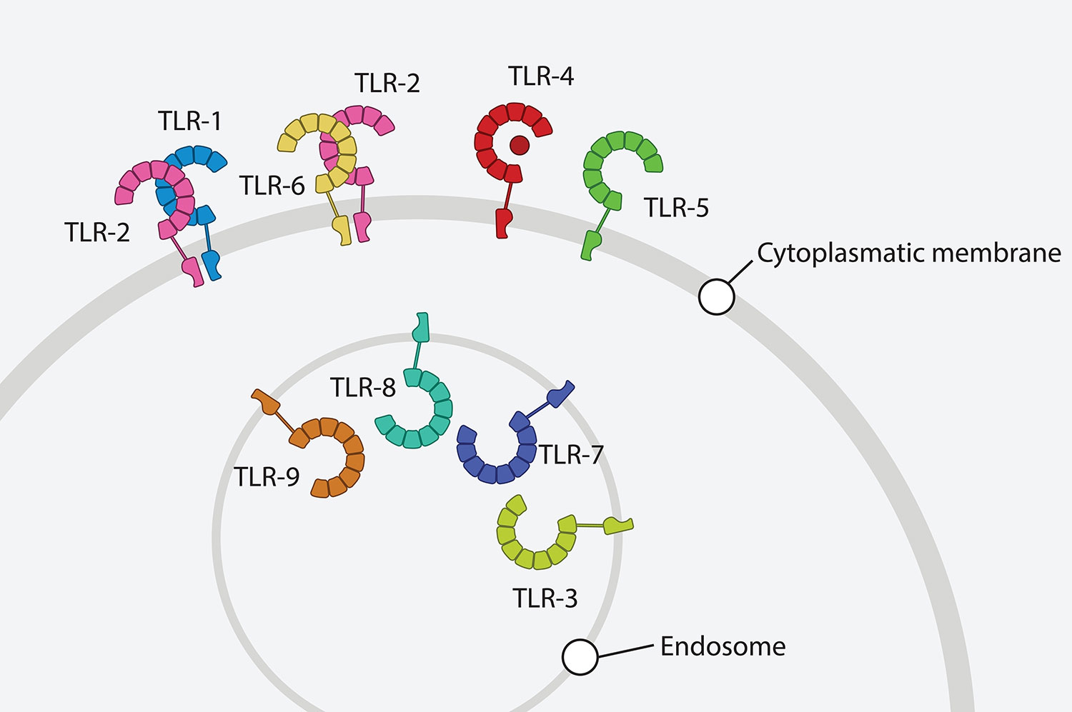illustration with different colors shapes like question marks representing different T L Rs attaching to a cell.