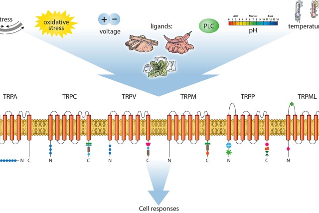 TRCP6 channel for discogenic chronic back pain.