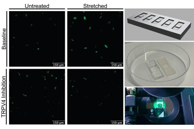 side by side images of microscopic view of cells and the cell sample in blocks under a microscope.